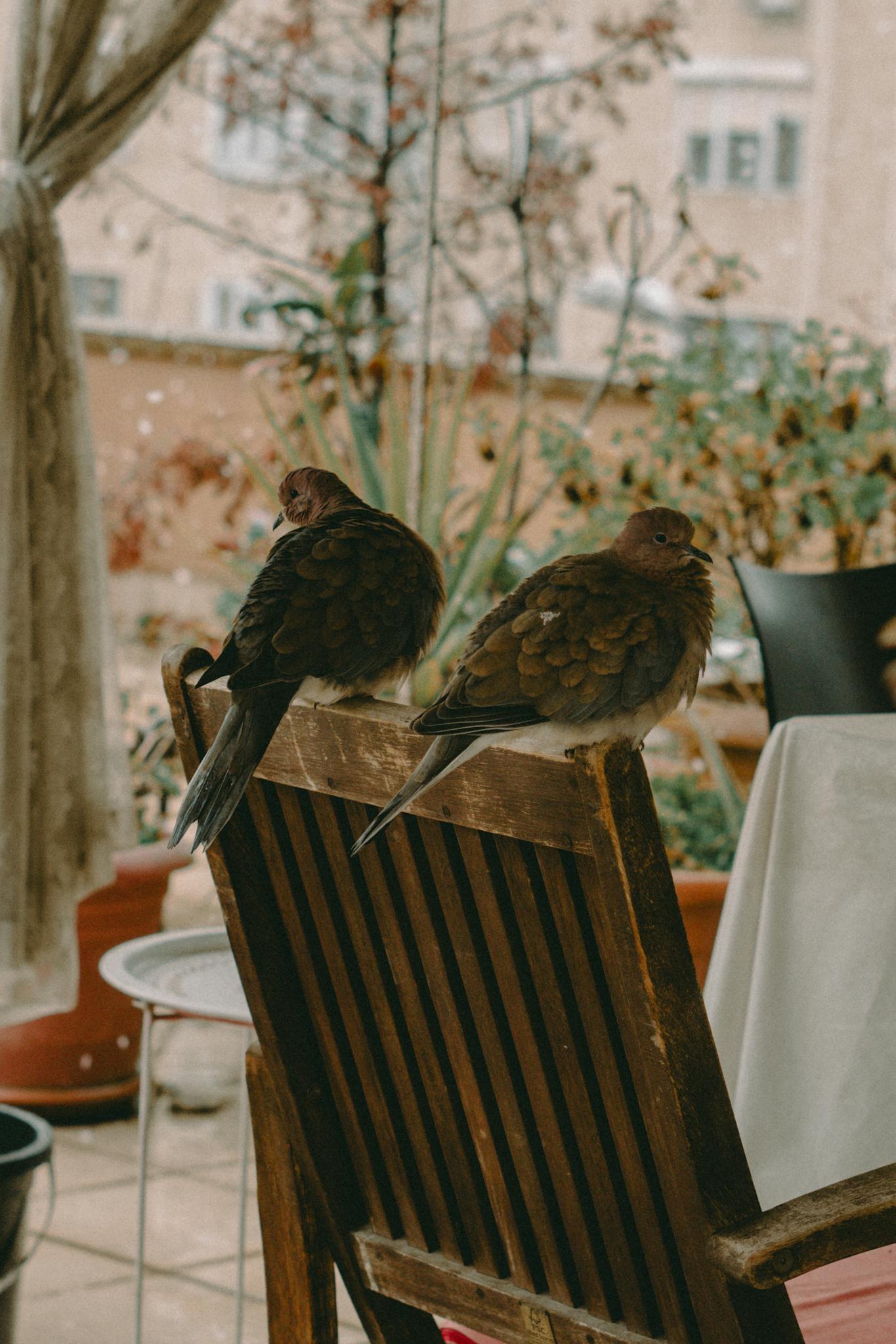Two brown birds perched on the back of a wooden chair on a patio, with plants and buildings in the background.