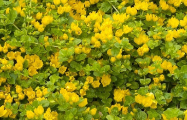 Golden Creeping Jenny cascading over garden stones
