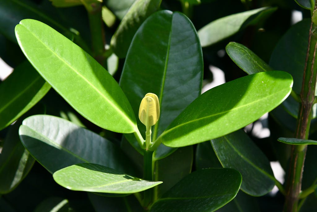 Close-up of lush green leaves with sunlight in Singapore, showcasing natural beauty and freshness.