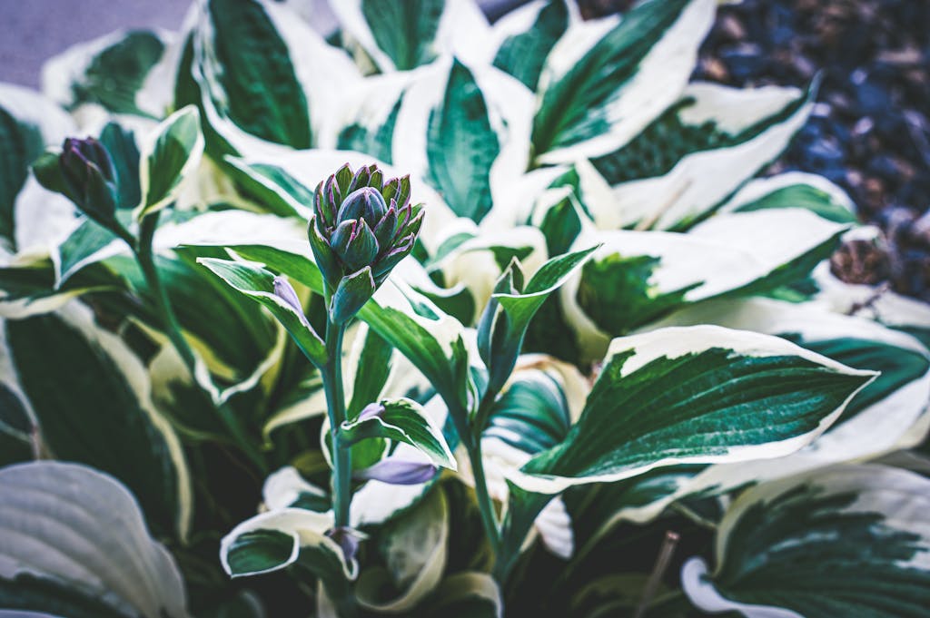 Close-up of variegated hostas with fresh leaves in a sunlit garden.