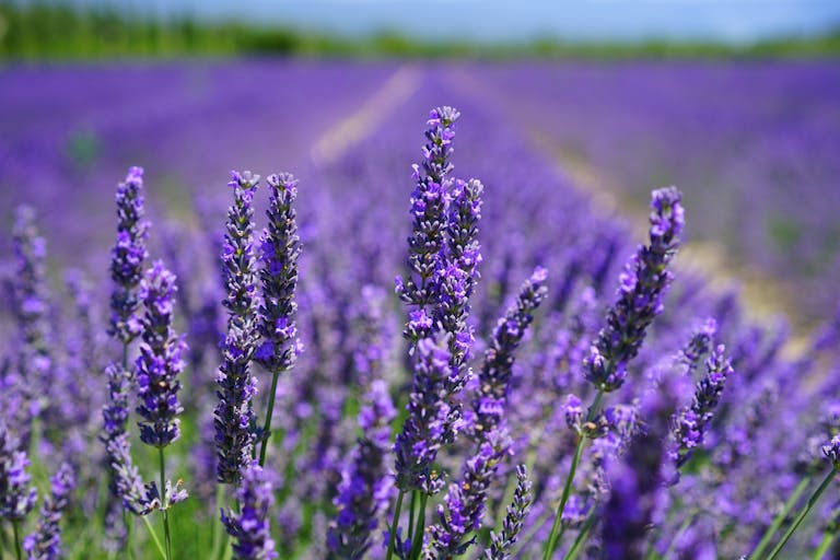Rows of blooming lavender plants in a field, with purple flowers in sharp focus in the foreground.