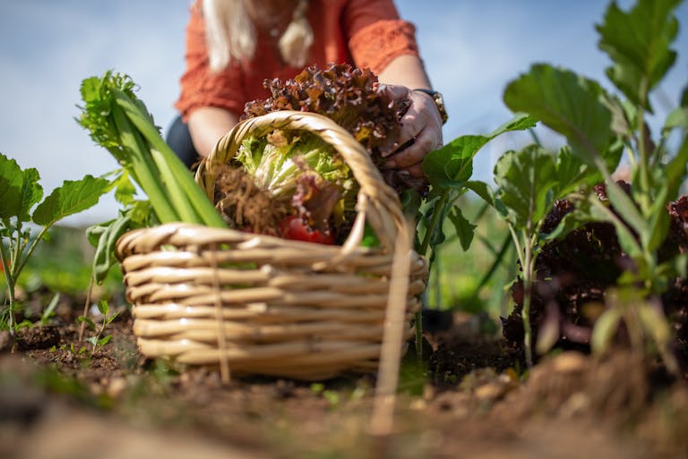 A person harvesting fresh vegetables like lettuce and celery in a lush garden basket. Plantrella.com