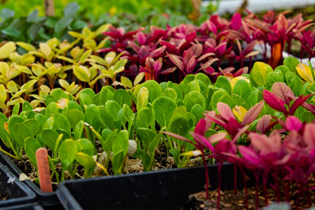 Colorful seedlings in trays showcasing diverse organic growth in a greenhouse setting. Plantrella.com