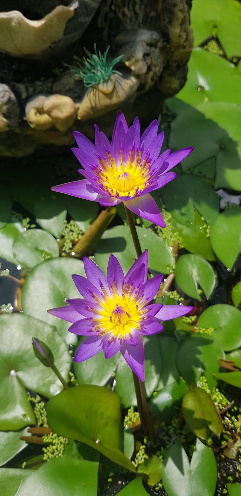 Bright purple water lilies with yellow centers blooming in a pond, surrounded by green lily pads.