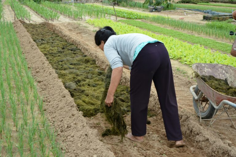 A person spreads the best organic fertilizers on a vegetable garden bed, with a wheelbarrow nearby.