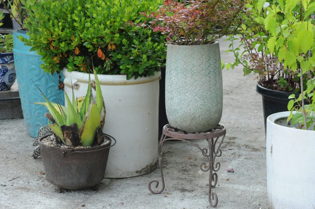 several potted plants, including low maintenance patio plants and leafy shrubs, are arranged on a concrete surface outdoors.