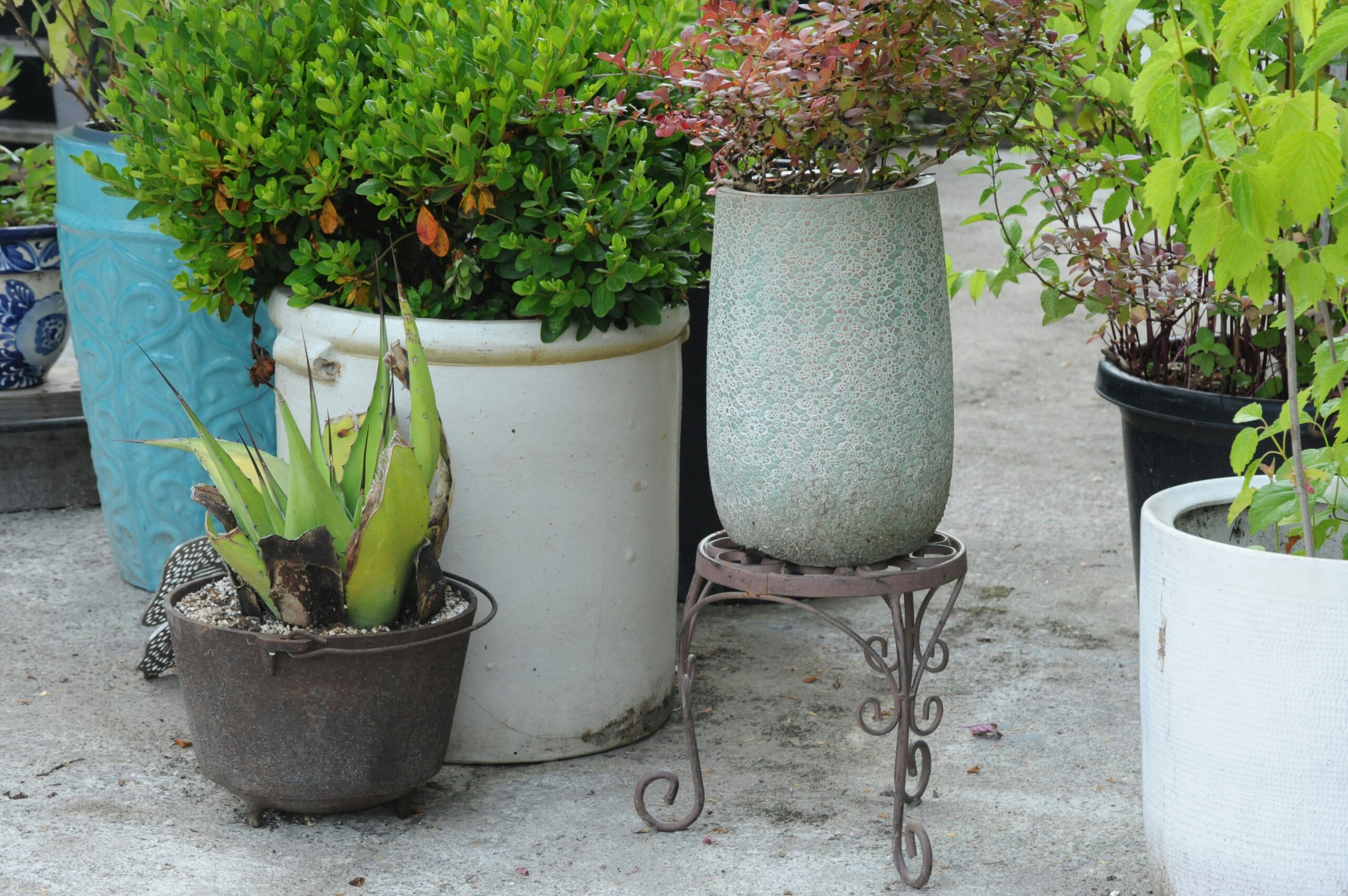 several potted plants, including low maintenance patio plants and leafy shrubs, are arranged on a concrete surface outdoors.