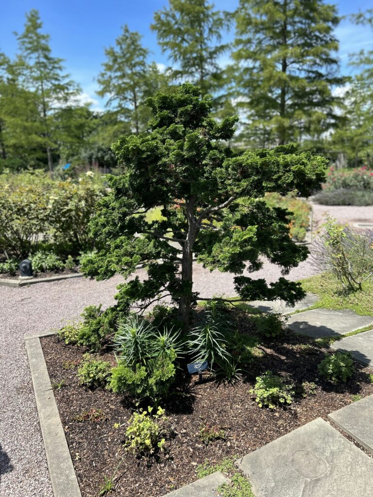 small coniferous tree with dense foliage—one of the best plants for small uk gardens—surrounded by greenery and stone pathway.