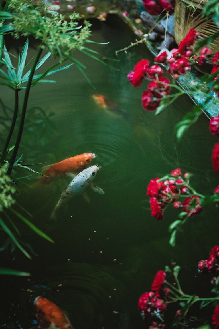 Koi fish gracefully swimming in a lush garden pond surrounded by vibrant red flowers and greenery.