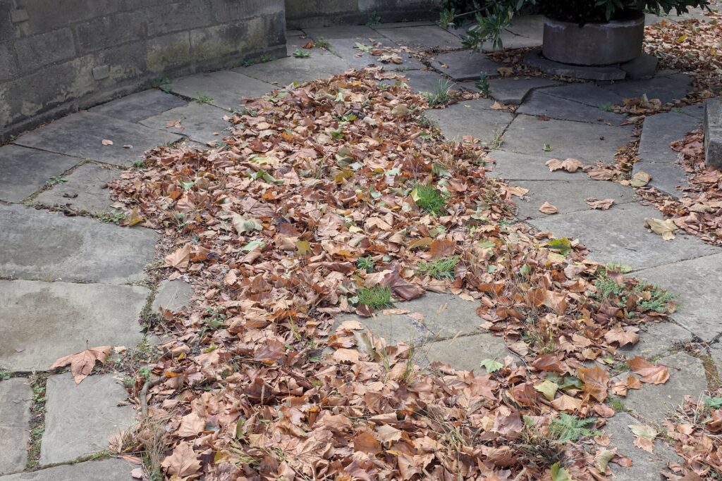 Fallen autumn leaves gathered across a stone-flagged patio beside a planter, ready to collect for leaf mould